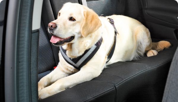 Best dog harness for Labrador