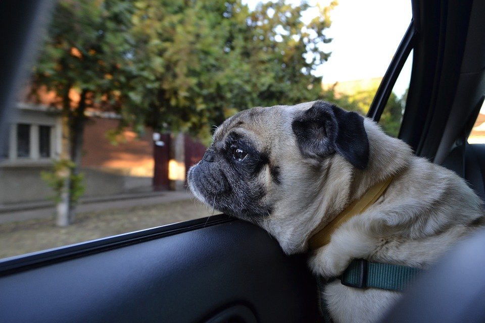 Best-Dog-Seat-Belts-and-Harnesses...