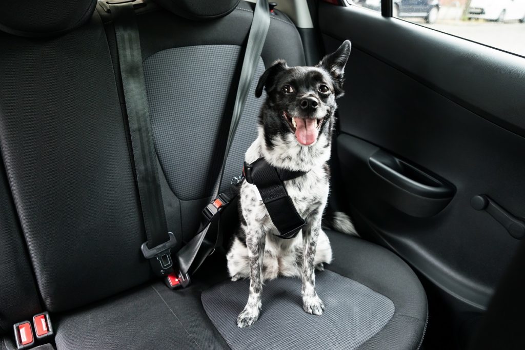 Dog seatbelts..